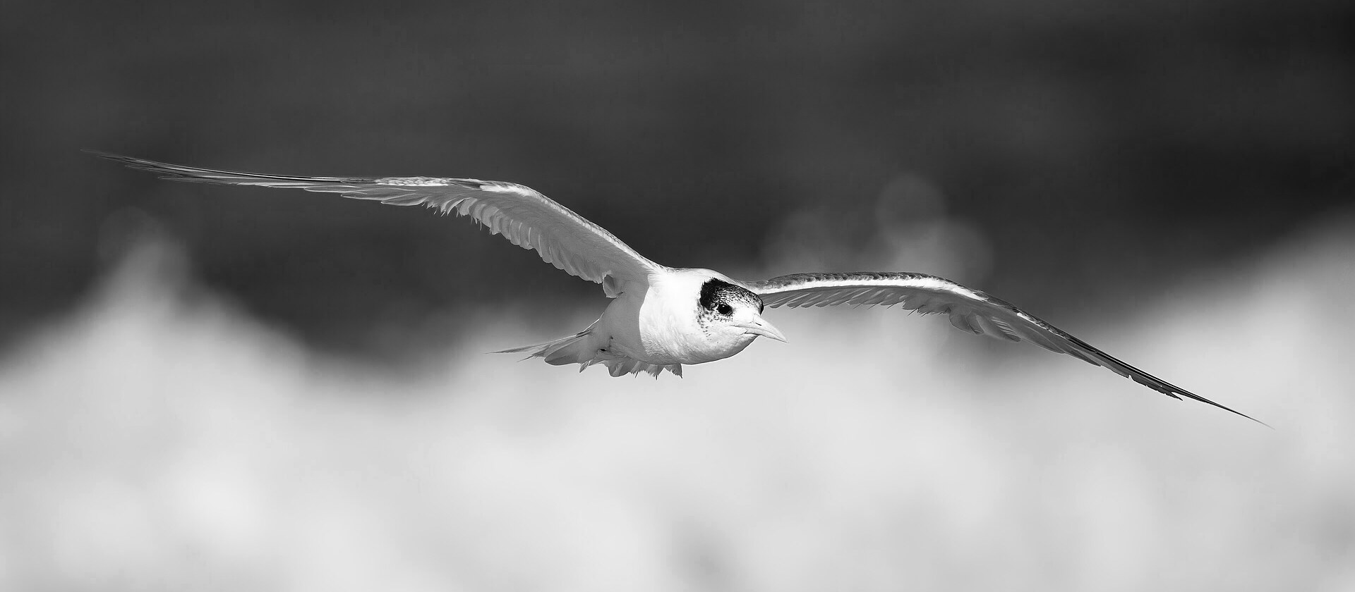 A greater crested tern in flight with its wings raised, photographed side on against a plain white background.